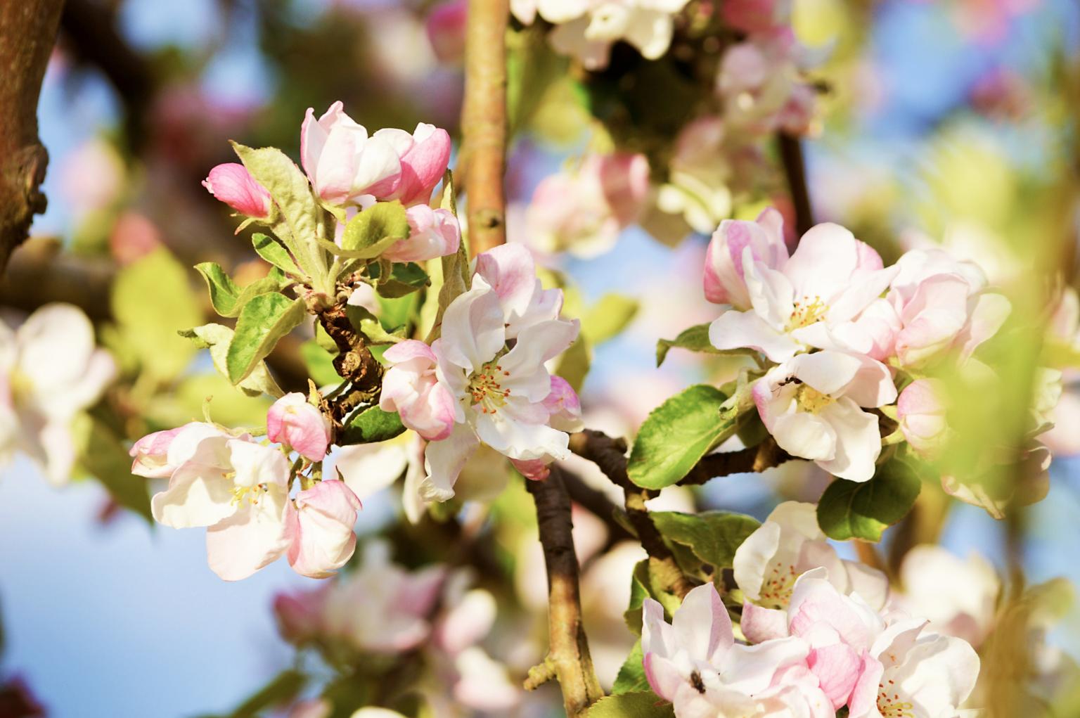 Frühling
