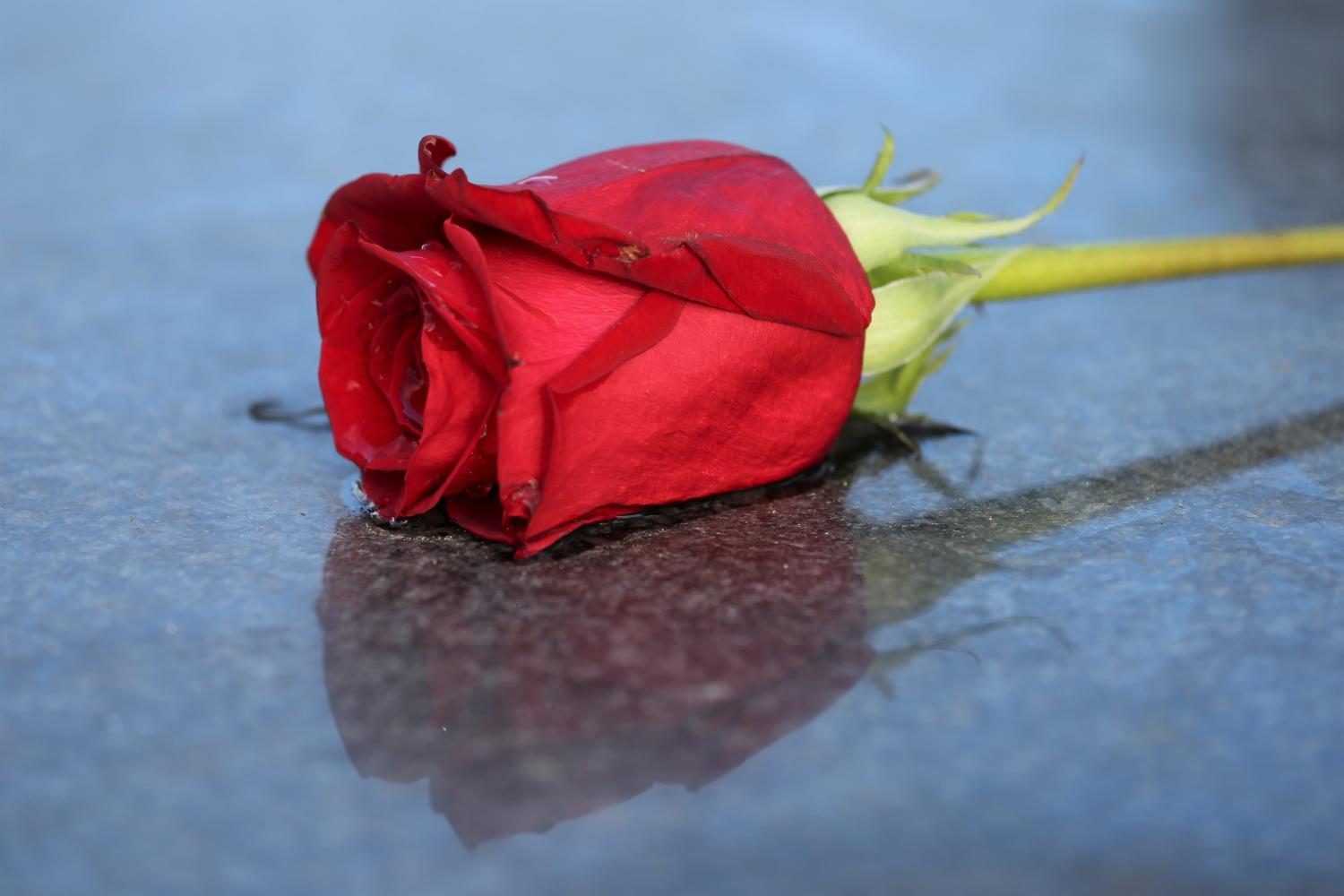 Allerheiligen/Allerseelen Rose auf Grabstein (c) red-rose-6525553_by_GoranH_pixabay_pfarrbriefservice