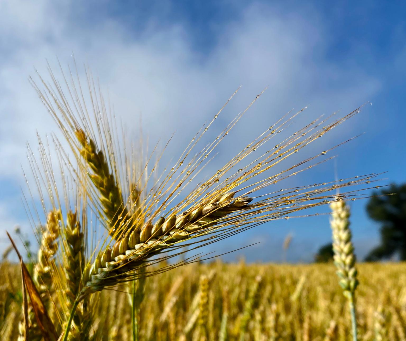 Spätsommer (c) morgentau-getreide_by_Christiane_Raabe_pfarrbriefservice