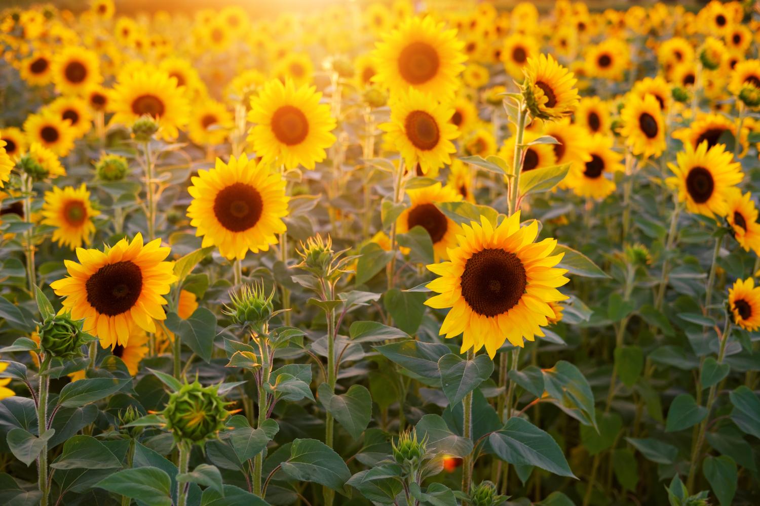 sonnenblumen (c) sunflower-3550693_by_Bru-nO_pixabay_pfarrbriefservice